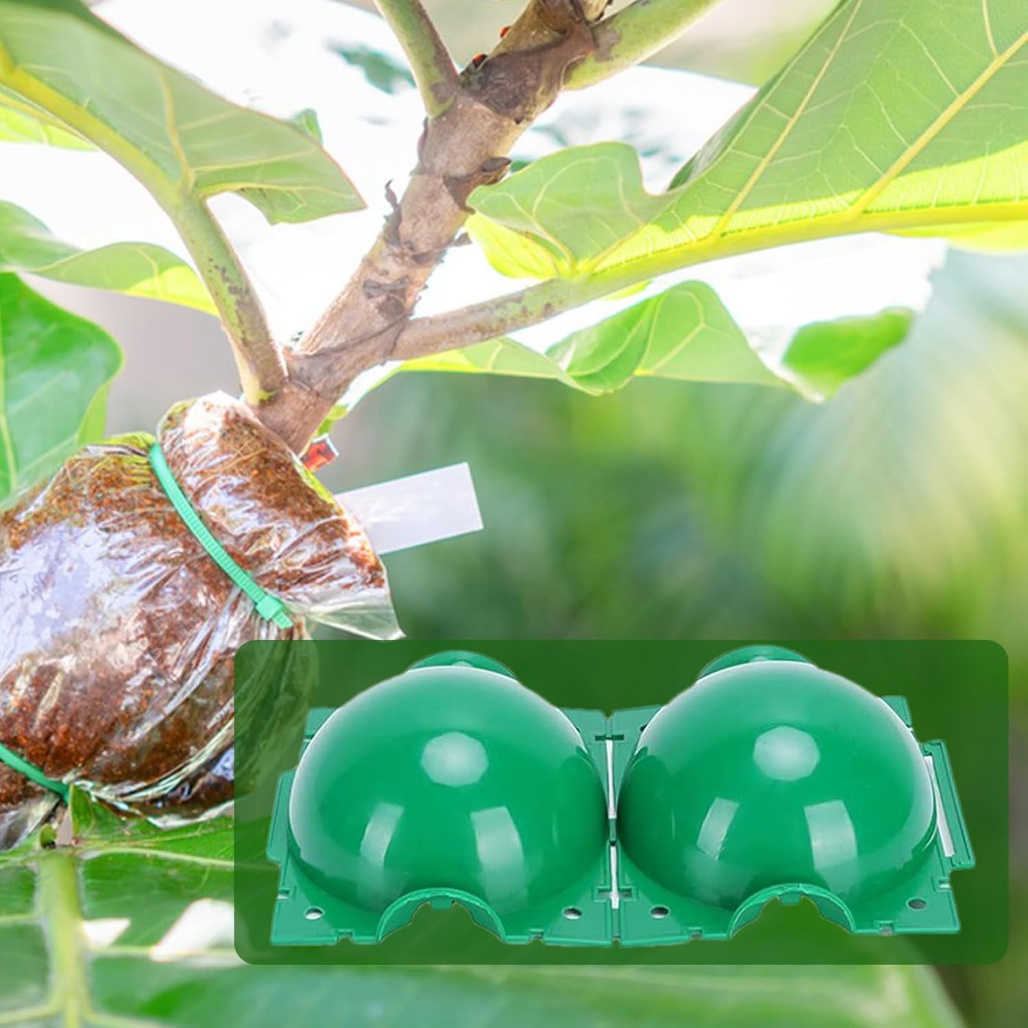 ลูกบอลเพาะชำรากพืชแบบใช้ซ้ำได้ - Smart Garden Box บทวิจารณ์และราคา